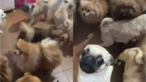 Polícia resgata 72 cães abandonados em casa na Grande São Paulo - Imagem: Divulgação / SSP