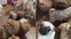 Polícia resgata 72 cães abandonados em casa na Grande São Paulo - Imagem: Divulgação / SSP