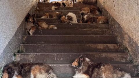 Animais resgatados apresentavam ferimentos graves e cinco cães foram encontrados mortos no local - Imagem: Divulgação / DPPC