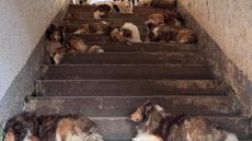 Animais resgatados apresentavam ferimentos graves e cinco cães foram encontrados mortos no local - Imagem: Divulgação / DPPC