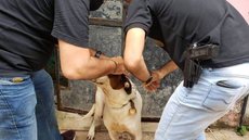 26 cães foram resgatados - Imagem: Leandro Santana / Ascom PCPA
