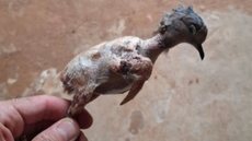 Ccriador amador de ave será processado criminalmente pelo armazenamento ilegal de produtos da fauna silvestre - Imagem: Divulgação/Polícia Militar Ambiental