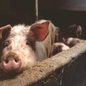 FOTO: porco nasce no Acre com anomalias e choca moradores "Alienígena" - Imagem: Reprodução Pexels