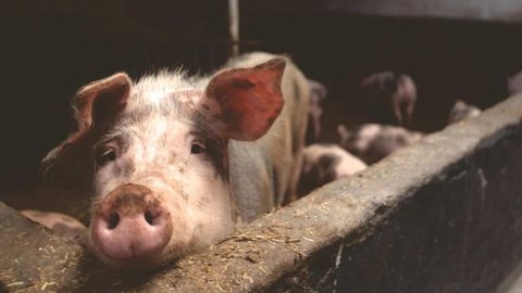 FOTO: porco nasce no Acre com anomalias e choca moradores "Alienígena" - Imagem: Reprodução Pexels