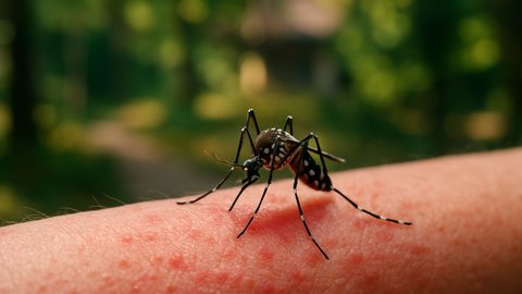 Os sintomas incluem febre, dores articulares e erupções cutâneas - Imagem gerada por IA