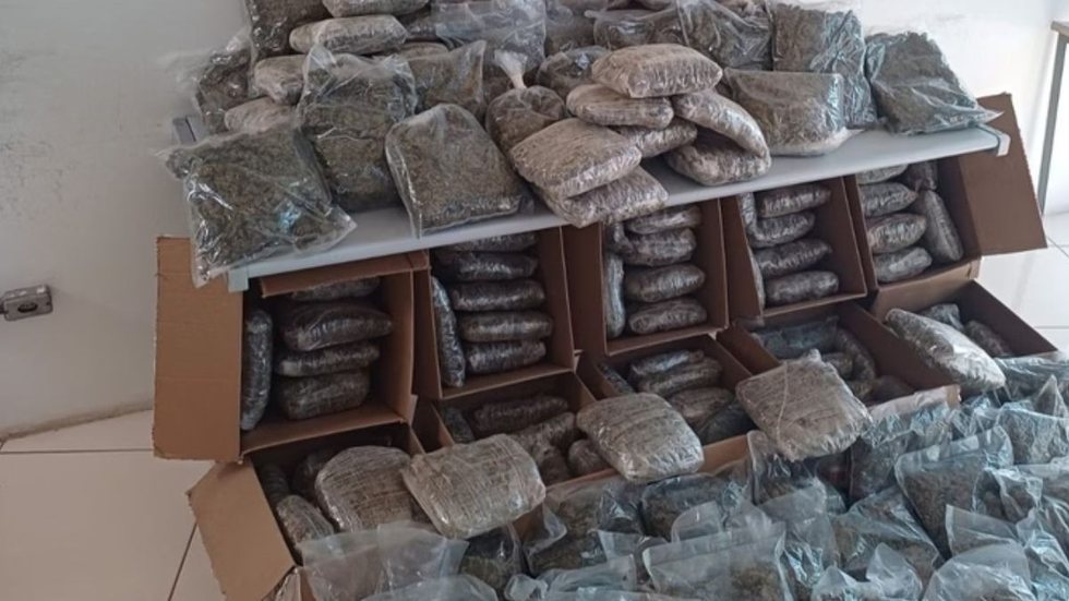A quantidade apreendida supera o recorde anterior de 132 kg, evidenciando o aumento do tráfico de skunk no estado - Foto: Divulgação/ Polícia Rodoviária Federal (PRF)