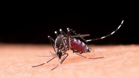 URGENTE - SP confirma 1ª morte por dengue no ano - Imagem: reprodução Freepik