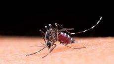 URGENTE - SP confirma 1ª morte por dengue no ano - Imagem: reprodução Freepik