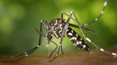 Vigilância acompanha cenário enquanto reforça medidas contra o mosquito. - Imagem: Reprodução/Pixabay.