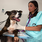 Com investimento de R$ 10,7 milhões, a unidade conta com equipe multidisciplinar para oferecer atendimento veterinário gratuito a famílias de baixa renda - Imagem: JFDiorio/PrefSP