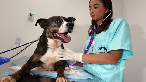 Com investimento de R$ 10,7 milhões, a unidade conta com equipe multidisciplinar para oferecer atendimento veterinário gratuito a famílias de baixa renda - Imagem: JFDiorio/PrefSP