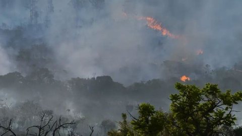 O esquema criminoso teria ocasionado prejuízos ambientais superiores a R$138 milhões - Imagem: Reprodução / Valter Campanato / Agência Brasil