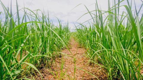 Plantação de cana de açúcar - Imagem: Reprodução / Freepik