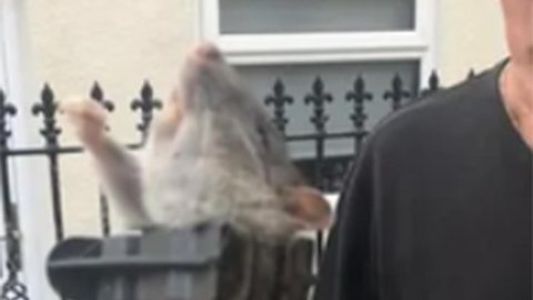 Homem encontra rato gigante no quintal de sua casa - Foto: Reprodução / Jornal Extra