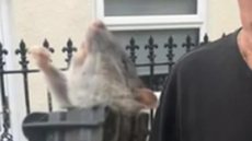 Homem encontra rato gigante no quintal de sua casa - Foto: Reprodução / Jornal Extra