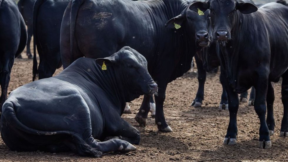 Rebanho bovino nacional teve aumento de 3,1% em 2021 - Imagem: reprodução grupo bom dia