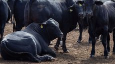 Rebanho bovino nacional teve aumento de 3,1% em 2021 - Imagem: reprodução grupo bom dia
