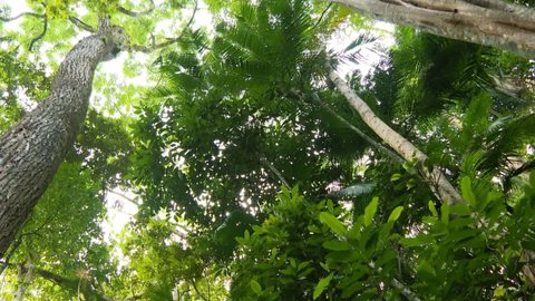 As florestas urbanas tem um papel crucial na redução das temperaturas nas cidades - Imagem: Divulgação / Nossos Biomas / TV Brasil