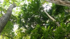 As florestas urbanas tem um papel crucial na redução das temperaturas nas cidades - Imagem: Divulgação / Nossos Biomas / TV Brasil