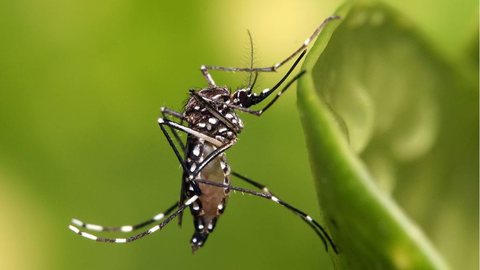Aedes Aegypti, mosquito transmissor da dengue - Imagem: Reprodução / Wikipedia