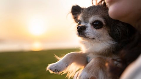 São Paulo autoriza sepultamento de pets em jazigos da família - Imagem: Reprodução / Freepik
