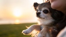 São Paulo autoriza sepultamento de pets em jazigos da família - Imagem: Reprodução / Freepik