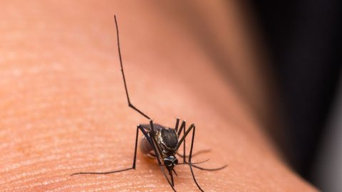 São Paulo volta a aplicar a 1ª dose da vacina contra a dengue - Imagem: Reprodução / Freepik
