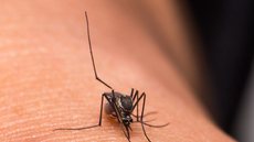 São Paulo volta a aplicar a 1ª dose da vacina contra a dengue - Imagem: Reprodução / Freepik