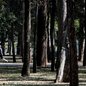 Parque Ibirapuera, São Paulo - SP - Imagem: Reprodução / Paulo Pinto / Agência Brasil