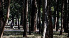 Parque Ibirapuera, São Paulo - SP - Imagem: Reprodução / Paulo Pinto / Agência Brasil