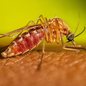 Culicoides paraensis, mosquito responsável pela transmissão da febre do Oropouche - Imagem: Divulgação / Lauren Bishop / CDC