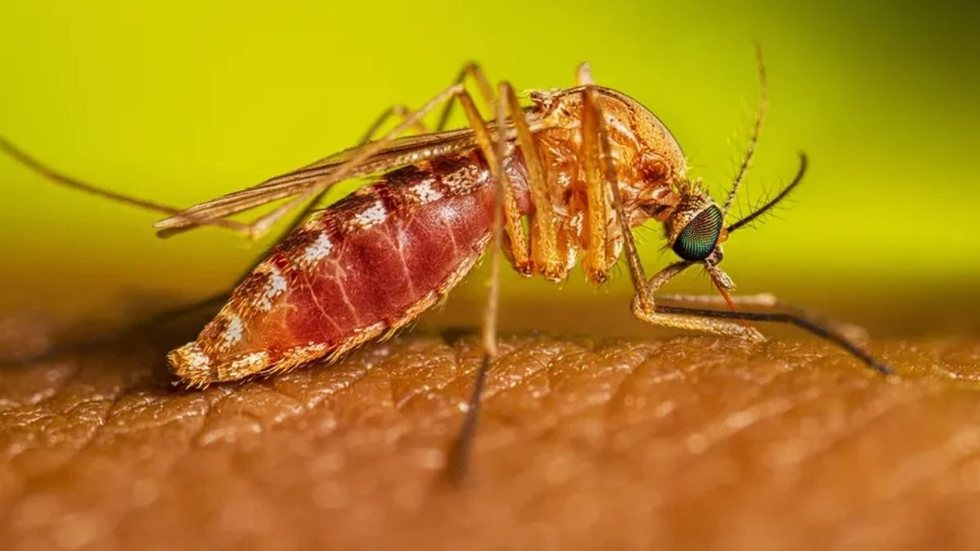 Culicoides paraensis, mosquito responsável pela transmissão da febre do Oropouche - Imagem: Divulgação / Lauren Bishop / CDC