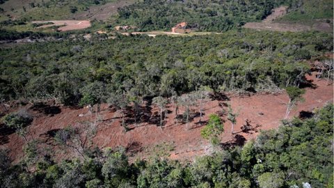 Mata Atlântica - Imagem: Reprodução/SOS Mata Atlântica