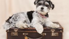 Lei estabelece o transporte seguro de cães e gatos em voos domésticos - Imagem: Reprodução / Pixabay