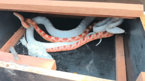 Cobras-do-milho foram encaminhadas a criadouro autorizado - Imagem: Divulgação: Polícia Ambiental