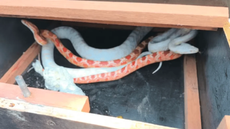 Cobras-do-milho foram encaminhadas a criadouro autorizado - Imagem: Divulgação: Polícia Ambiental