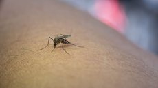 SP confirma primeiro caso de febre amarela em humanos - Imagem: Reprodução / Freepik