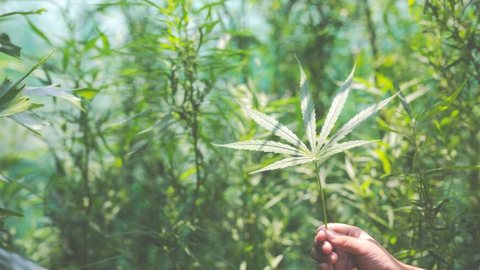 STJ autoriza a importação e o cultivo de cannabis para fins medicinais - Imagem: Reprodução / Freepik