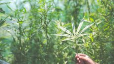 STJ autoriza a importação e o cultivo de cannabis para fins medicinais - Imagem: Reprodução / Freepik