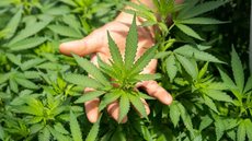 A Primeira Seção do STJ estendeu o prazo para regulamentação da importação e cultivo de cannabis até 31 de março de 2024, atendendo pedido da AGU - Imagem: Reprodução/Redes Sociais