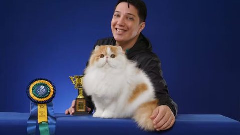 Gato brasileiro conquista prêmio na Noruega - Imagem: Reprodução / Arquivo pessoal
