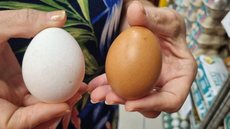 Com a produção estimada em 66 bilhões de ovos até 2026, o Brasil se consolida como um player importante no mercado global de ovos - Imagem: Reprodução/Redes Sociais