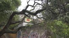 Tempestade em São Paulo causa alagamentos e quedas de árvores, mas felizmente sem vítimas; autoridades trabalham para normalizar serviços. - Imagem: Reprodução | TV Globo