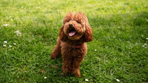 Cachorro na grama - Imagem: Reprodução / Freepik
