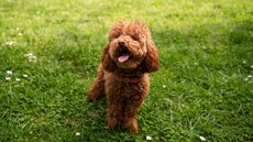 Cachorro na grama - Imagem: Reprodução / Freepik
