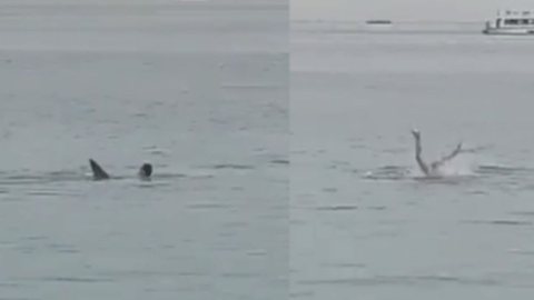 Vídeo mostra exato momento em que homem é atacado por tubarão e morre no mar - Imagem: reprodução
