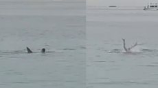 Vídeo mostra exato momento em que homem é atacado por tubarão e morre no mar - Imagem: reprodução