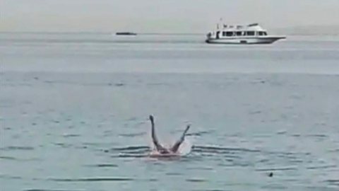 Tubarão que matou turista vai parar em lugar inacreditável; veja - Imagem: reprodução redes sociais
