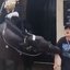 Turista desmaia após ser mordida por cavalo da Guarda Real em Londres - Imagem: Reprodução/Twitter