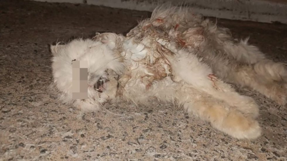 Tutor é autuado em R$ 6 mil por incitar cães a matarem gato - Imagem: Divulgação/ Polícia Militar Ambiental